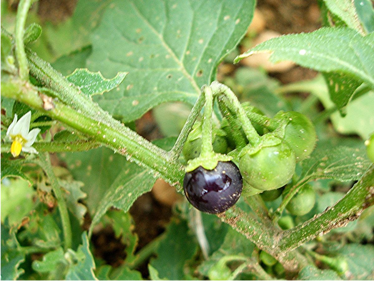 تاجریزی سیاه